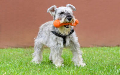 Mi perro se ha comido un… Cuerpo Extraño