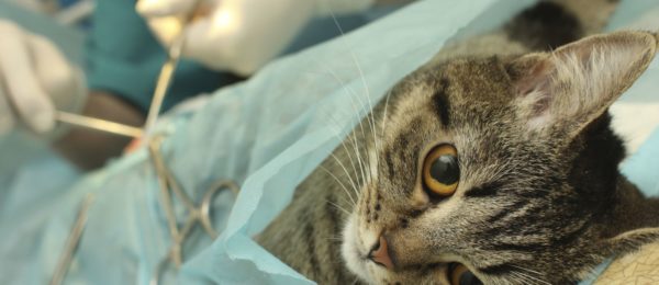 Esterilizar castrar a nuestro gato - Clínica Veterinaria Granada