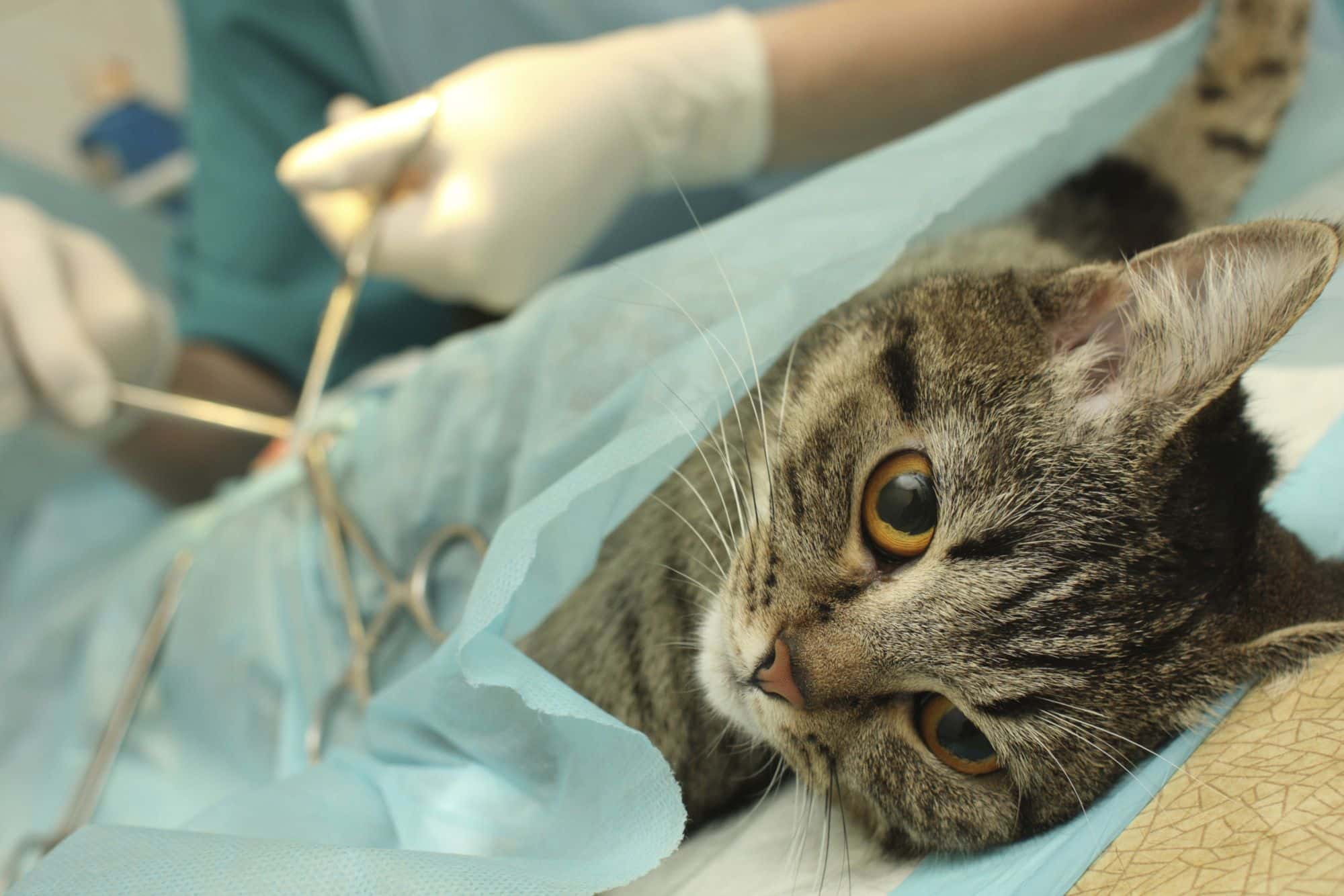 Inhibir Imposible Arqueología Esterilizar o castrar a nuestro gato - Clínica Veterinaria Granada