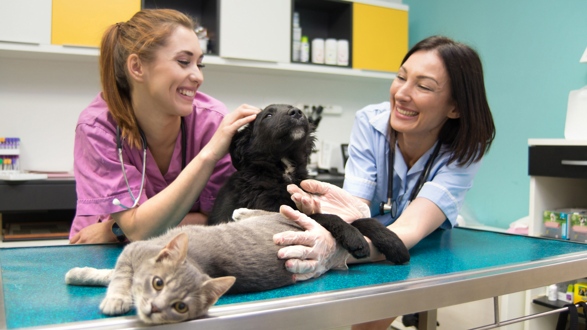 Veterinario para perros y gatos