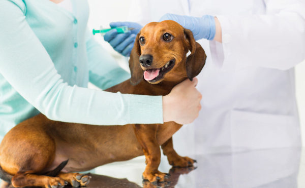 Veterinario de perros en Granada