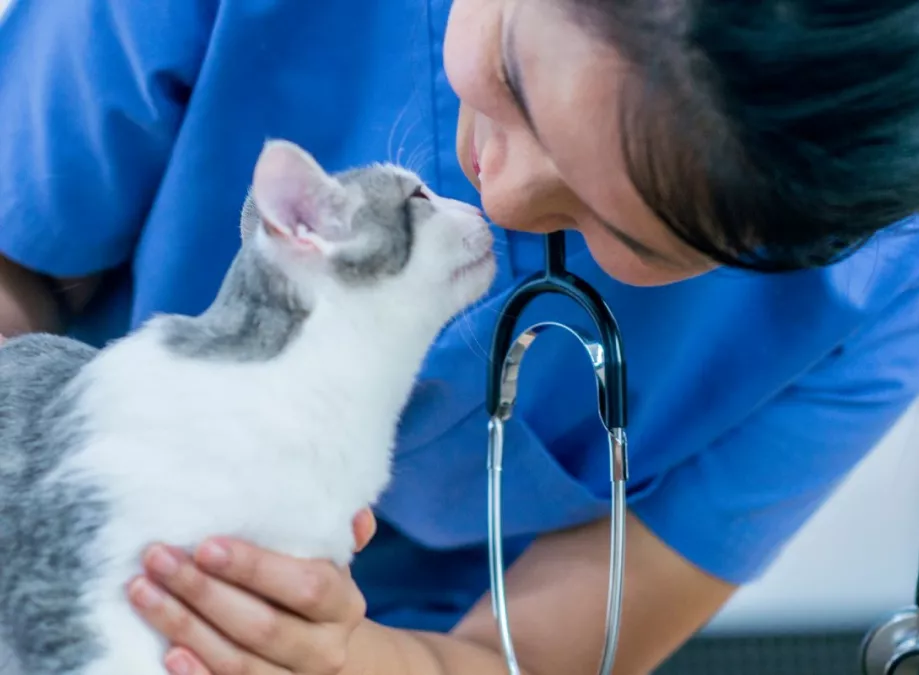 Clínica Veterinaria Granada